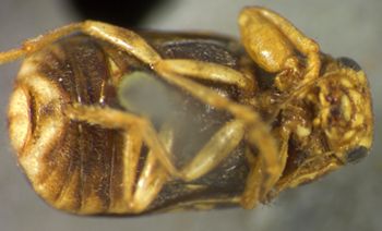Media type: image; Entomology 8408   Aspect: habitus ventral view